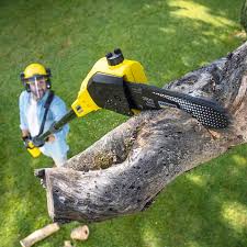 Best Tree Maintenance Programs  in Pasadena, CA