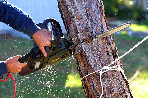 Best Seasonal Cleanup (Spring/Fall)  in Pasadena, CA