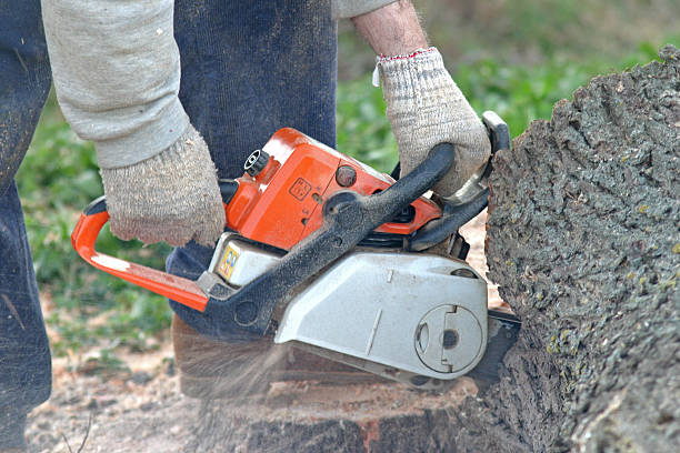 Best Tree Trimming and Pruning  in Pasadena, CA