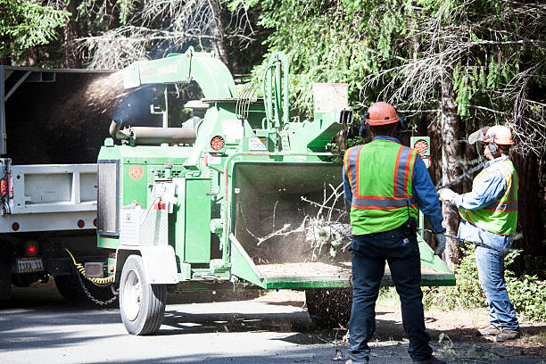 Best Utility Line Clearance  in Pasadena, CA